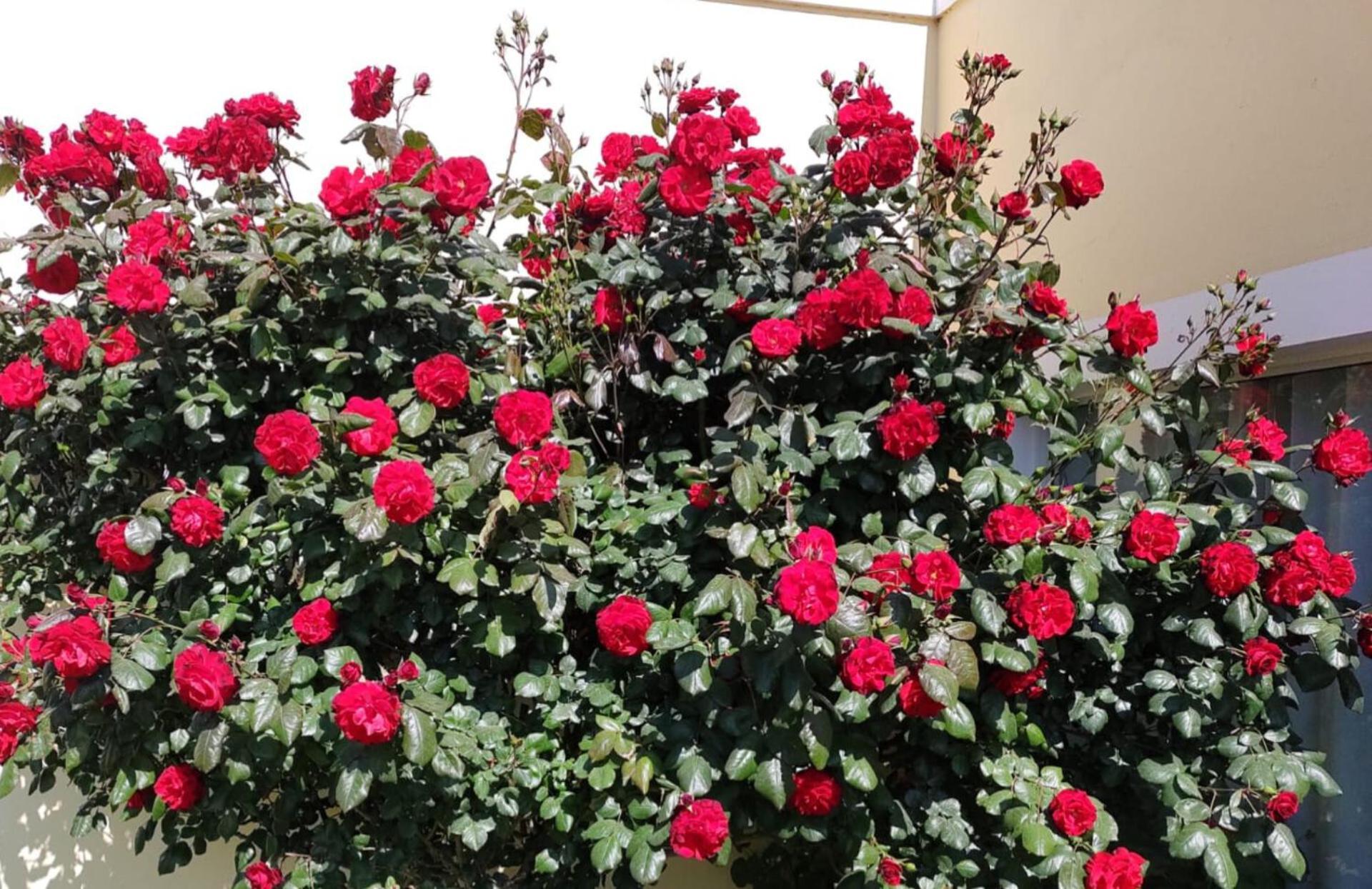 Mil Rosas Hotel Las Grutas Bagian luar foto